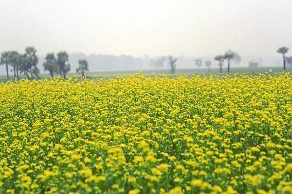 চোখ জুড়ানো হলুদে ময় দিগন্ত
